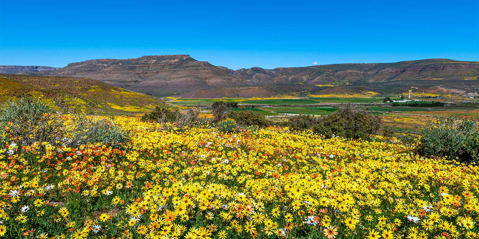 Wildflowers in Namaqualand, South Africa
