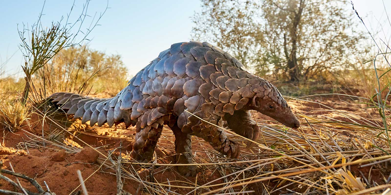 Pangolin.