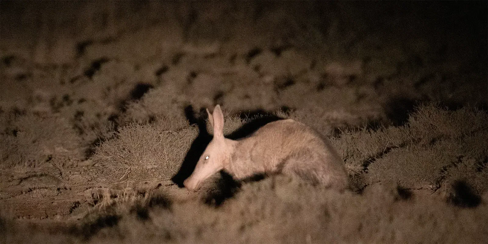 Aardvark at night in South Africa