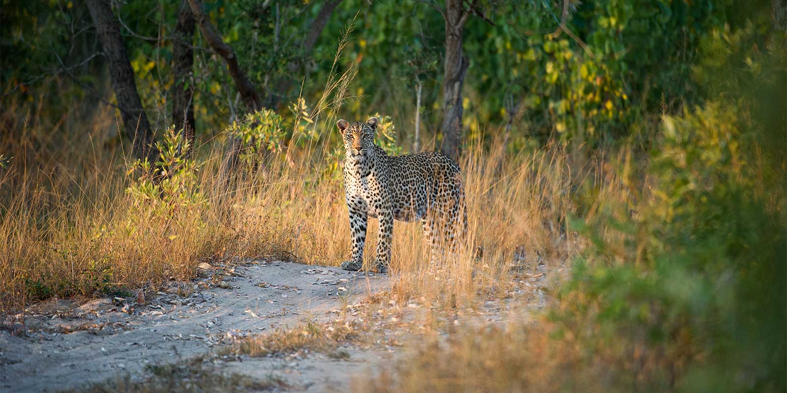 Leopard in Sabi Sands Game Reserve, South Africa
