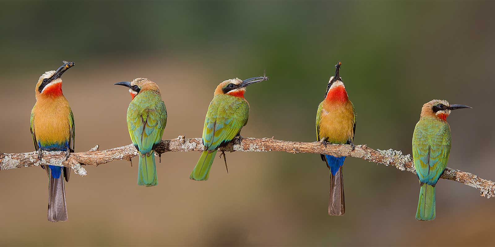 Little bee-eaters in Zimanga Private Game Reserve.