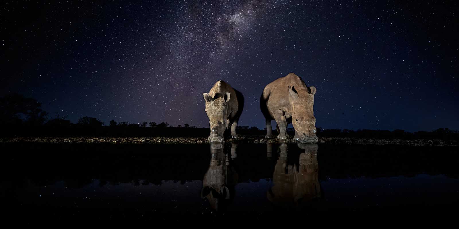Rhino and calf at Zimanga Private Game Reserve in South Africa