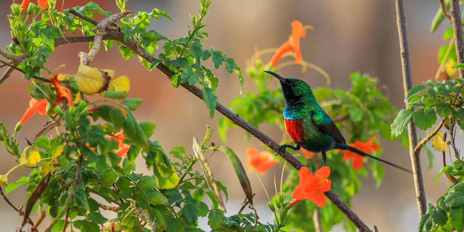 Sunbird