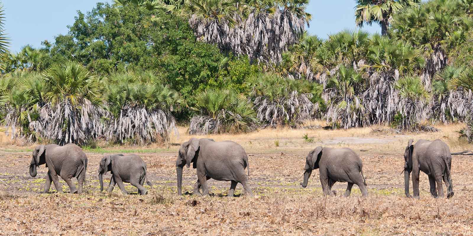Herd of African elephants in Selous Game Reserve, southern Tanzania