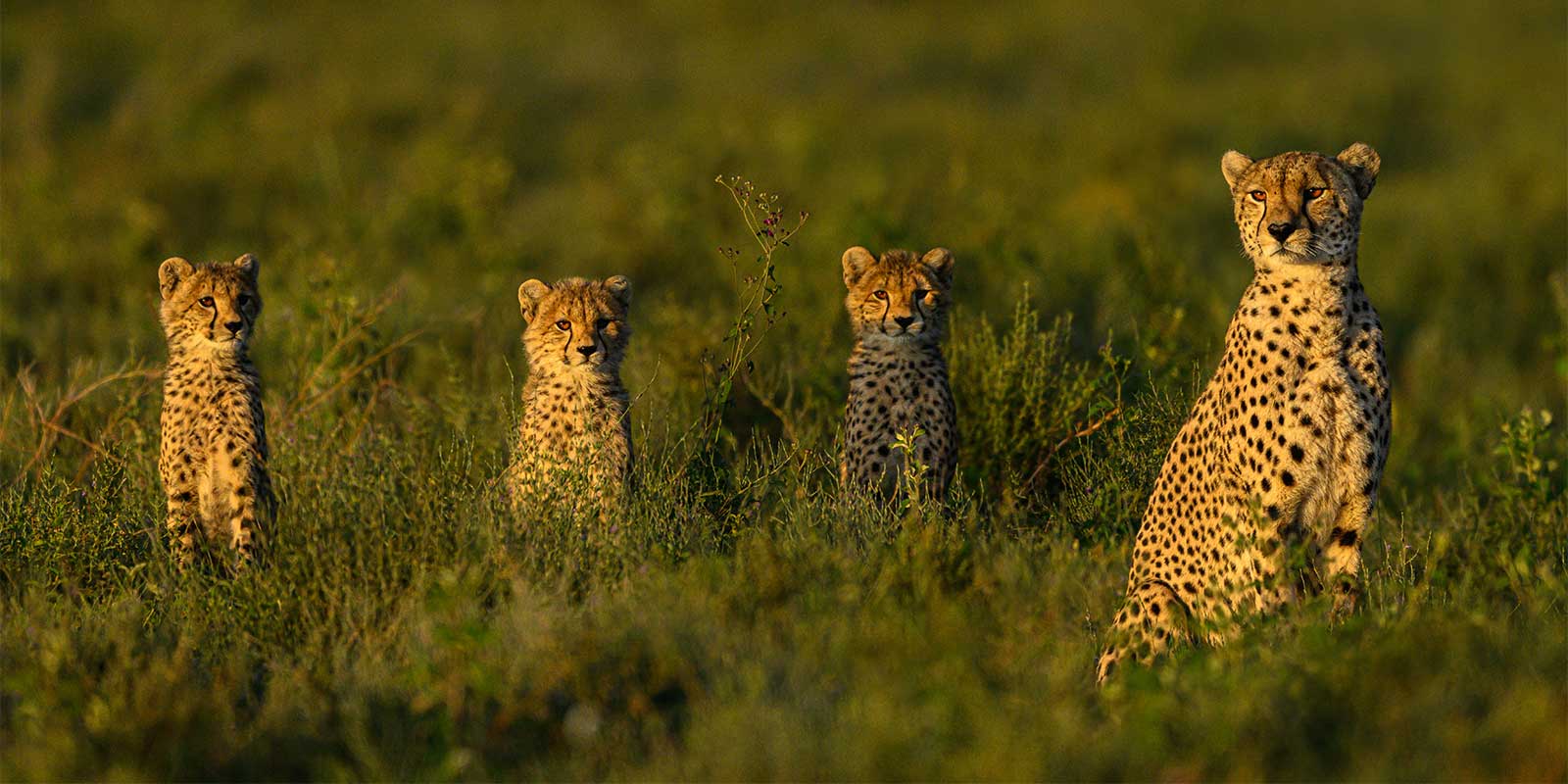 Cheetah mother and cubs in Tanzania