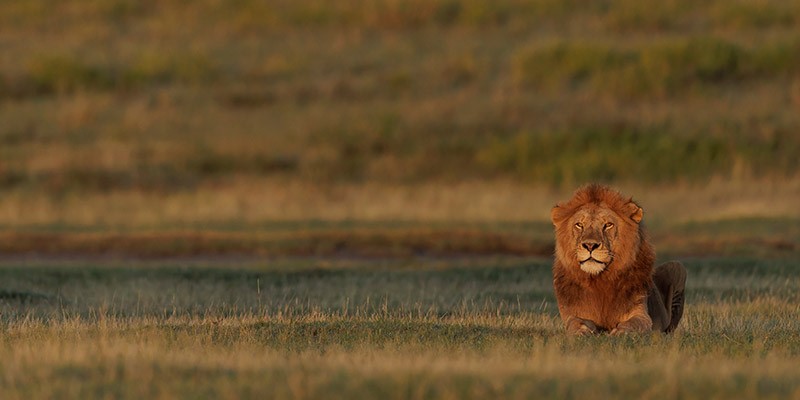 Wildlife Tour Reports