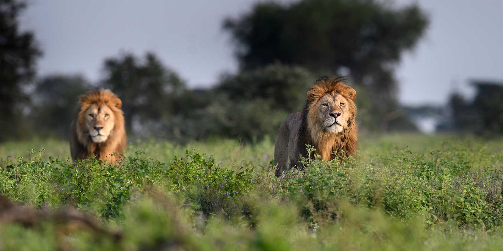 Lion pair in Tanzania