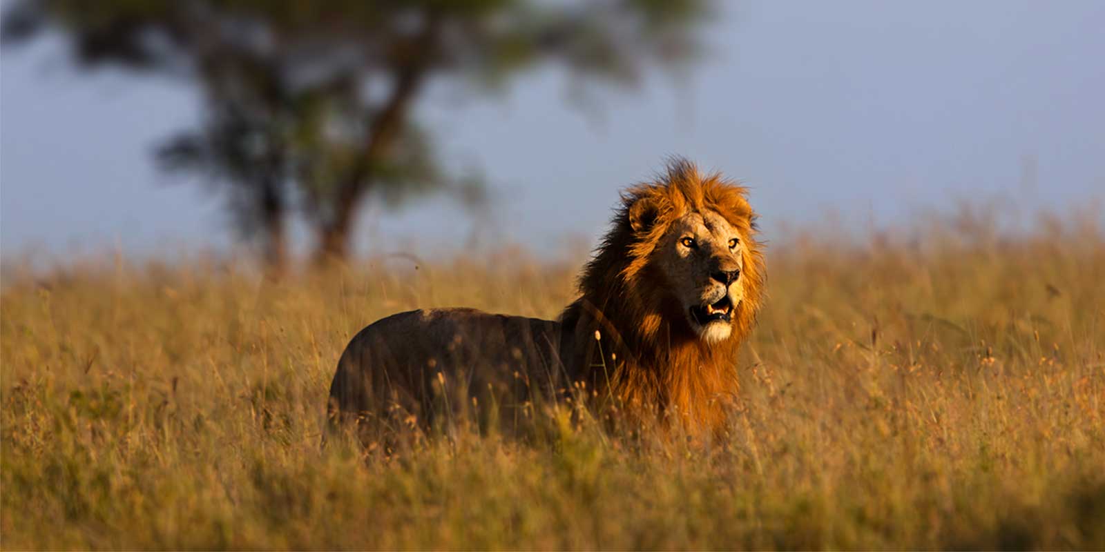 Lion in Serengeti National Park, Tanzania