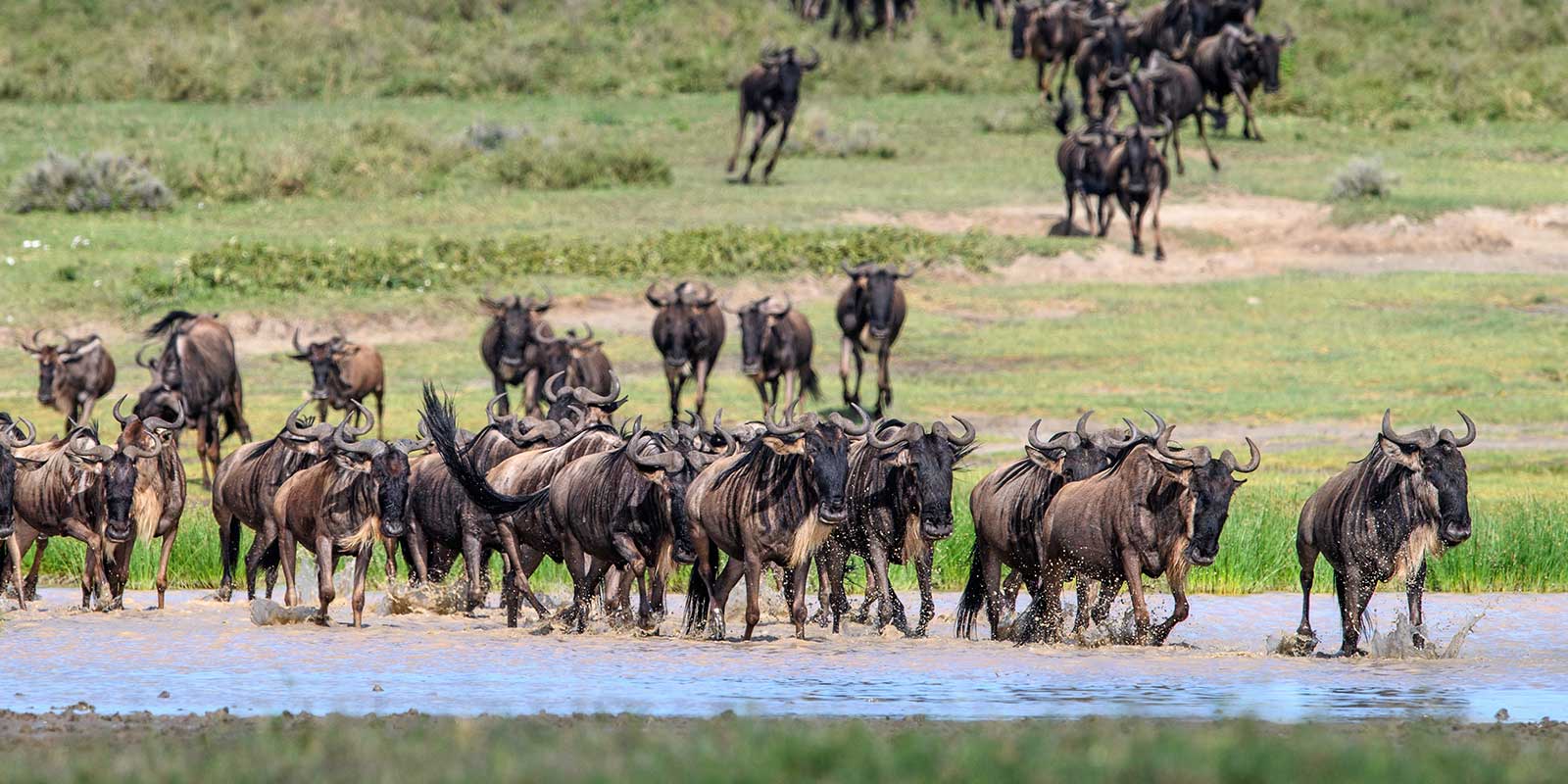 Wildebeest migration in Ngorongoro, Tanzania.