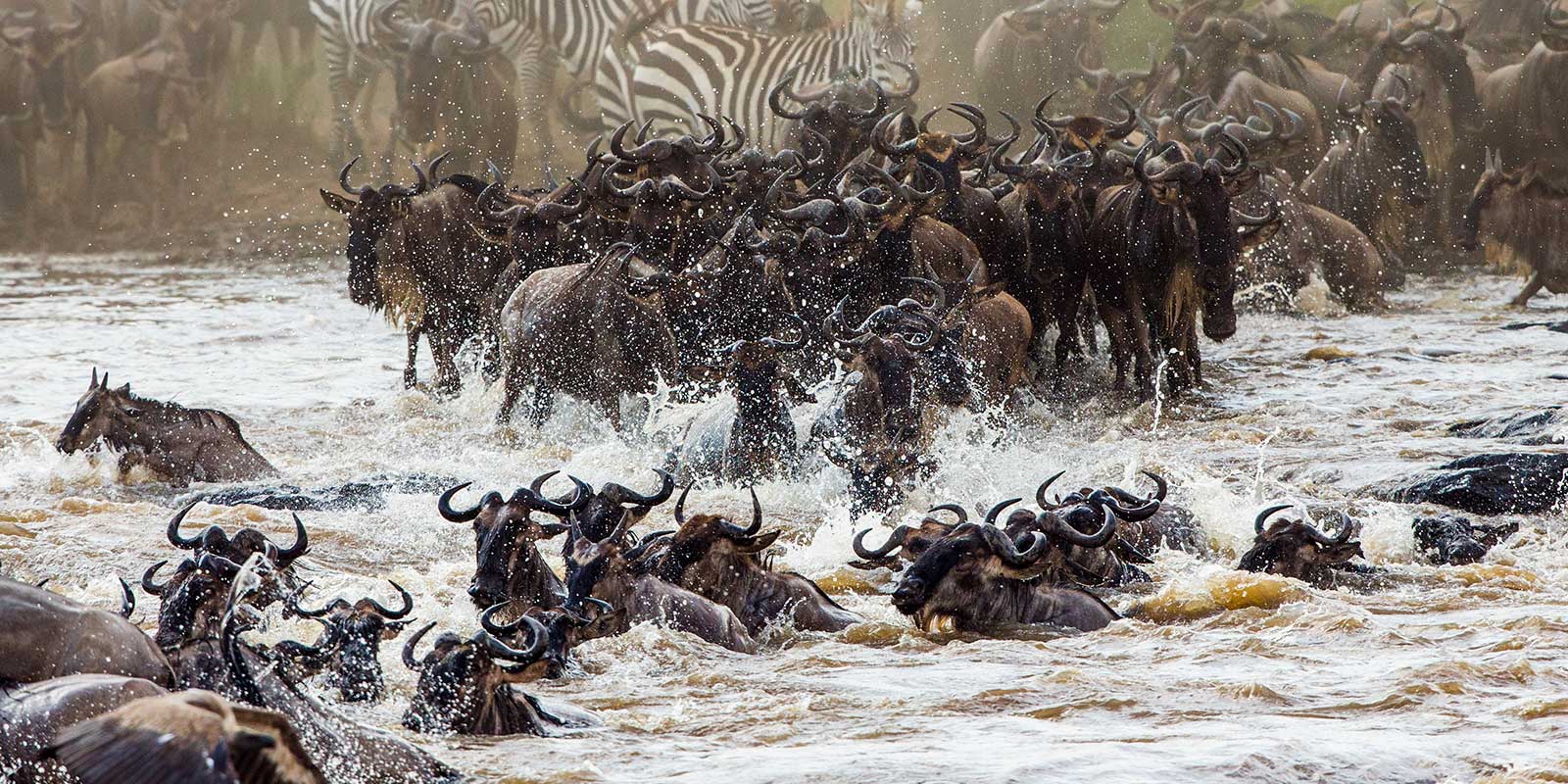 Wildebeest migration in Tanzania