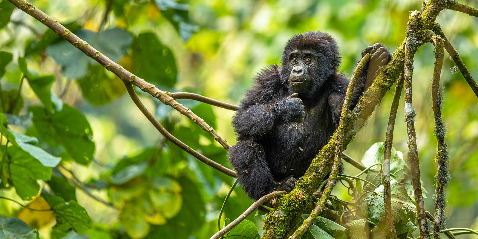 Juvenile mountain gorilla in Bwindi Impenetrable Forest National Park in Uganda
