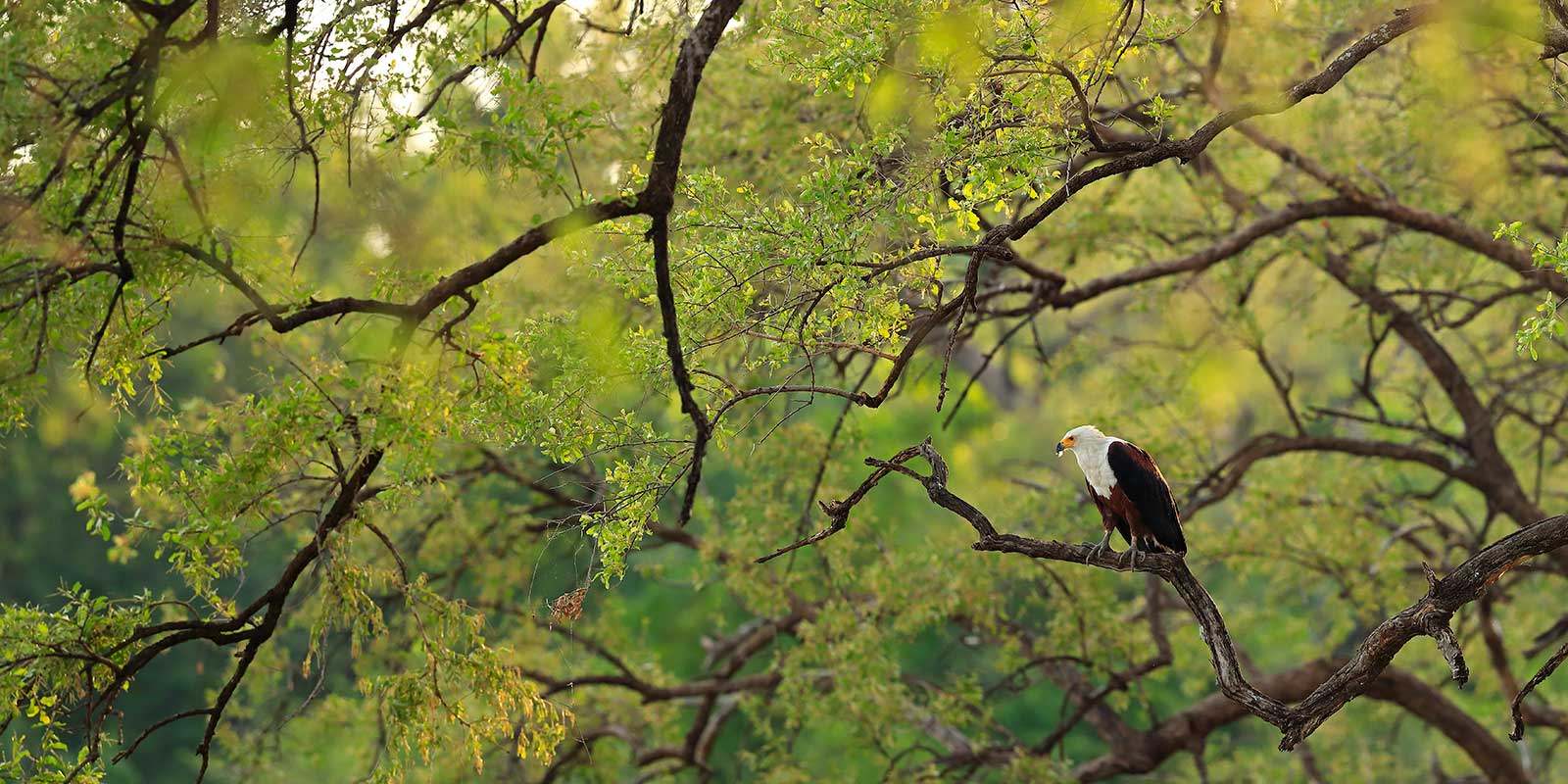 African fish eagle in South Luangwa National Park, Zambia.