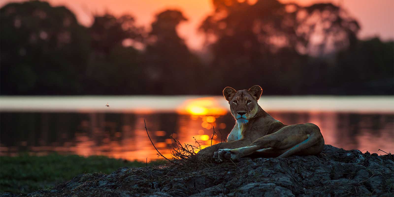 Lion in Kafue, Zambia