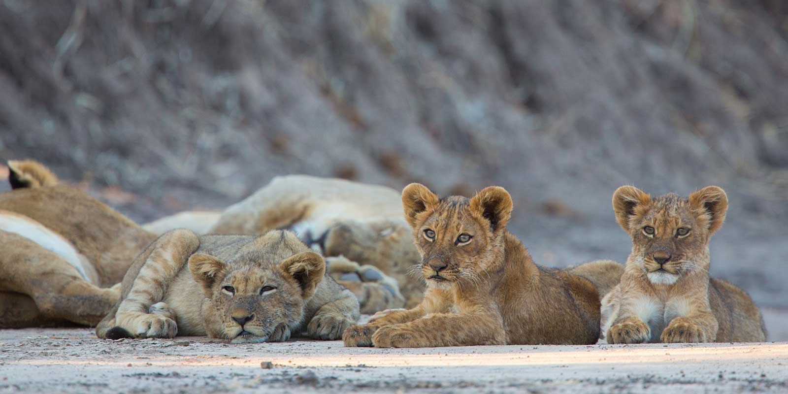 Lion cubs in Zambia