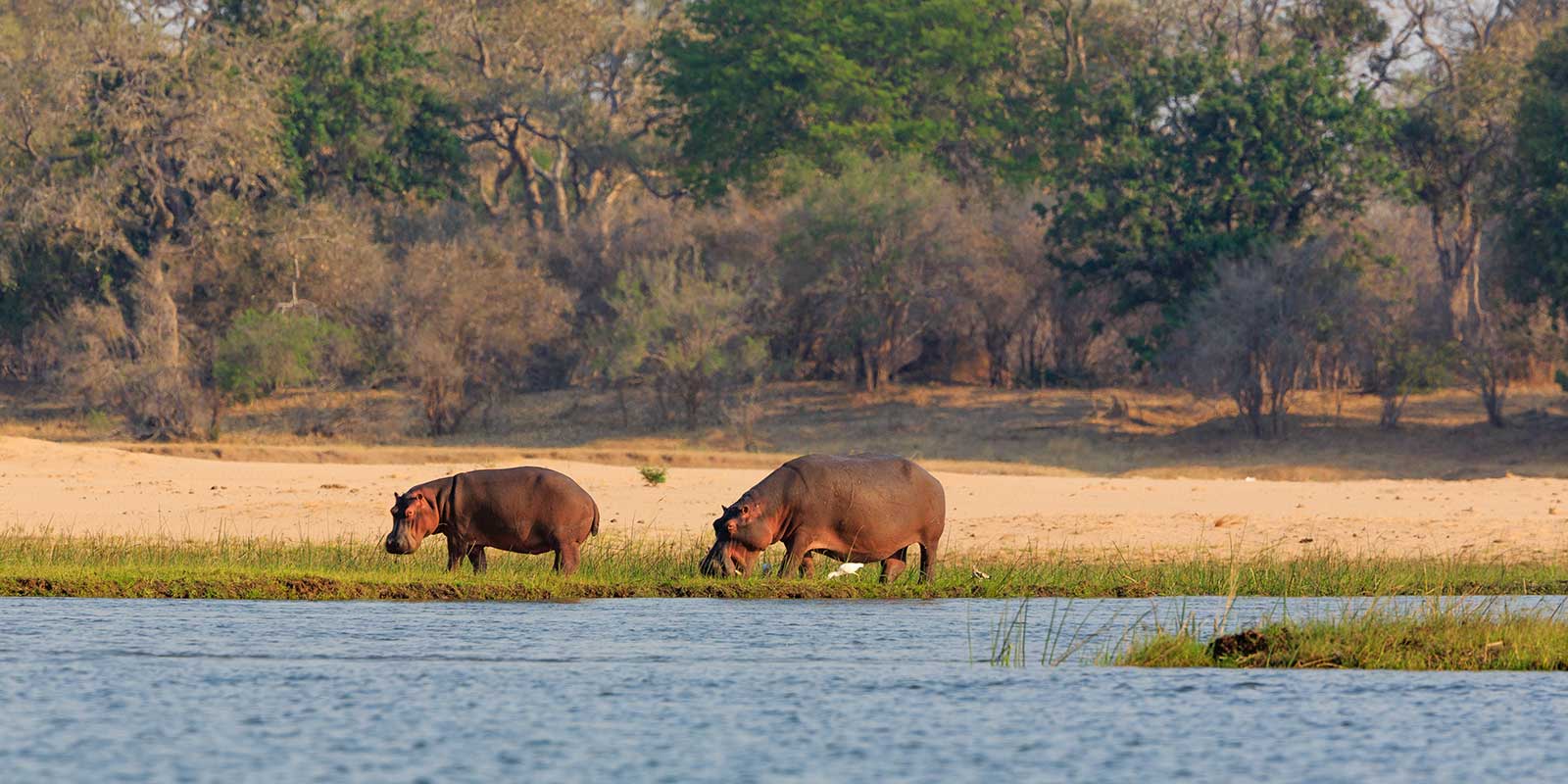 Pair of hippos near the Lower Zambezi, Zambia