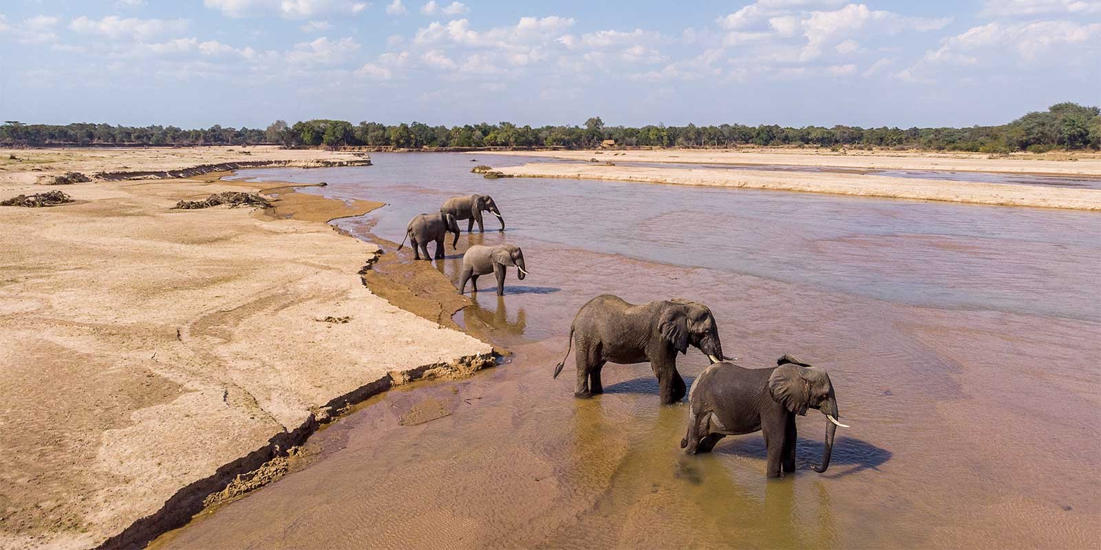African elephants in the Mwaleshi River in North Luangwa National Park, Zambia