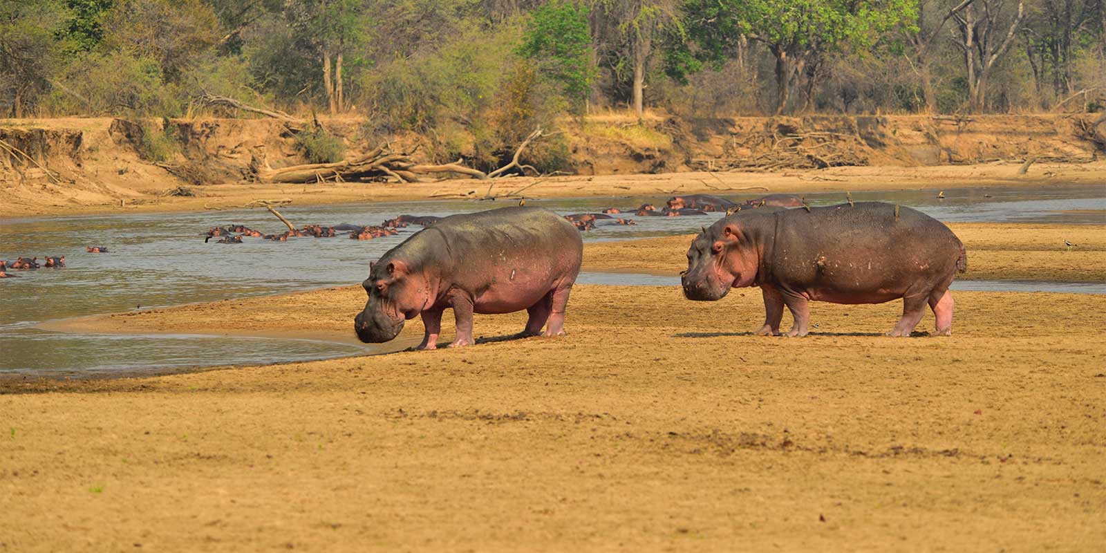 Hippos in North Luangwa National Park, Zambia