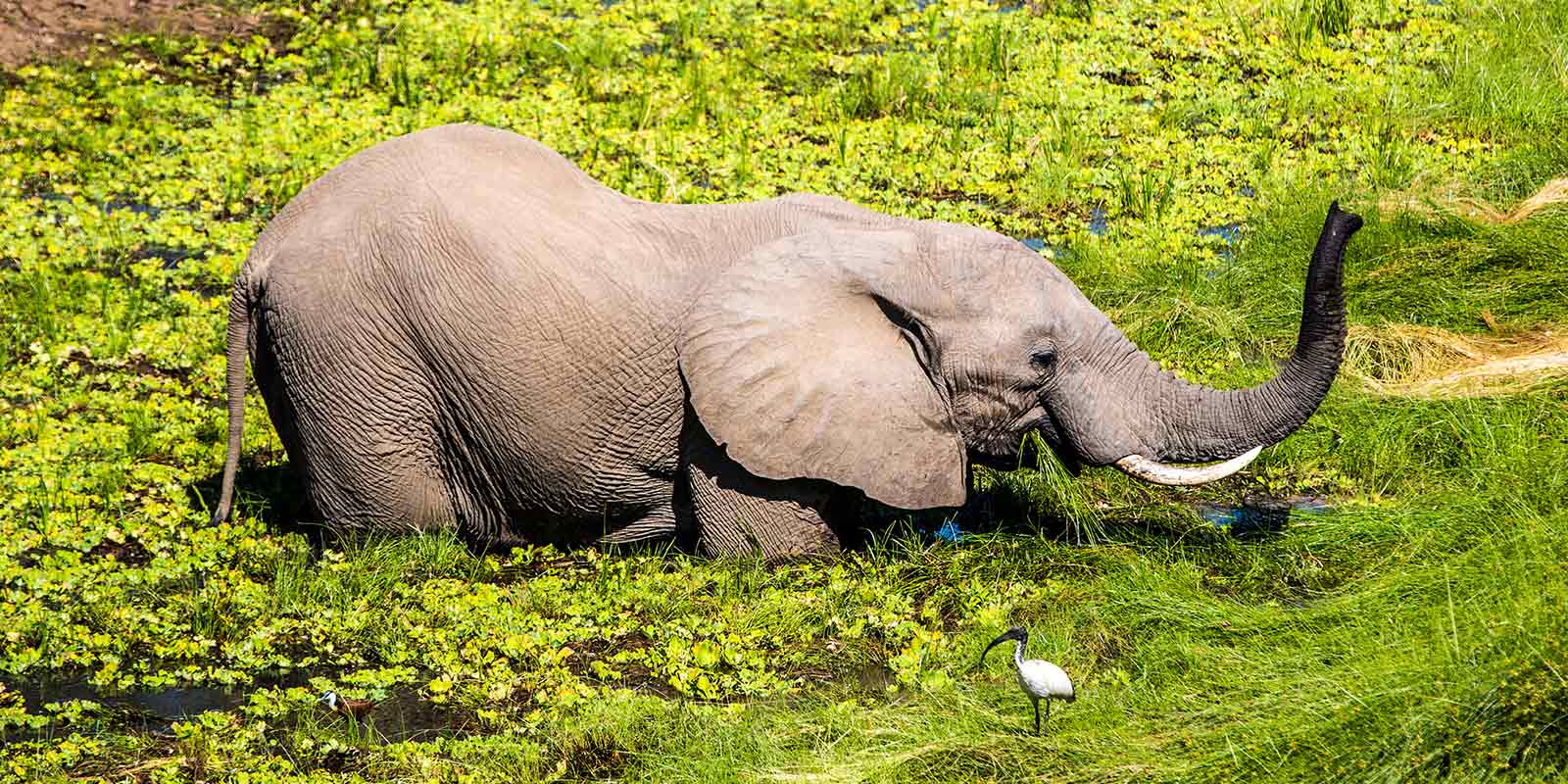 African elephant in Zambia