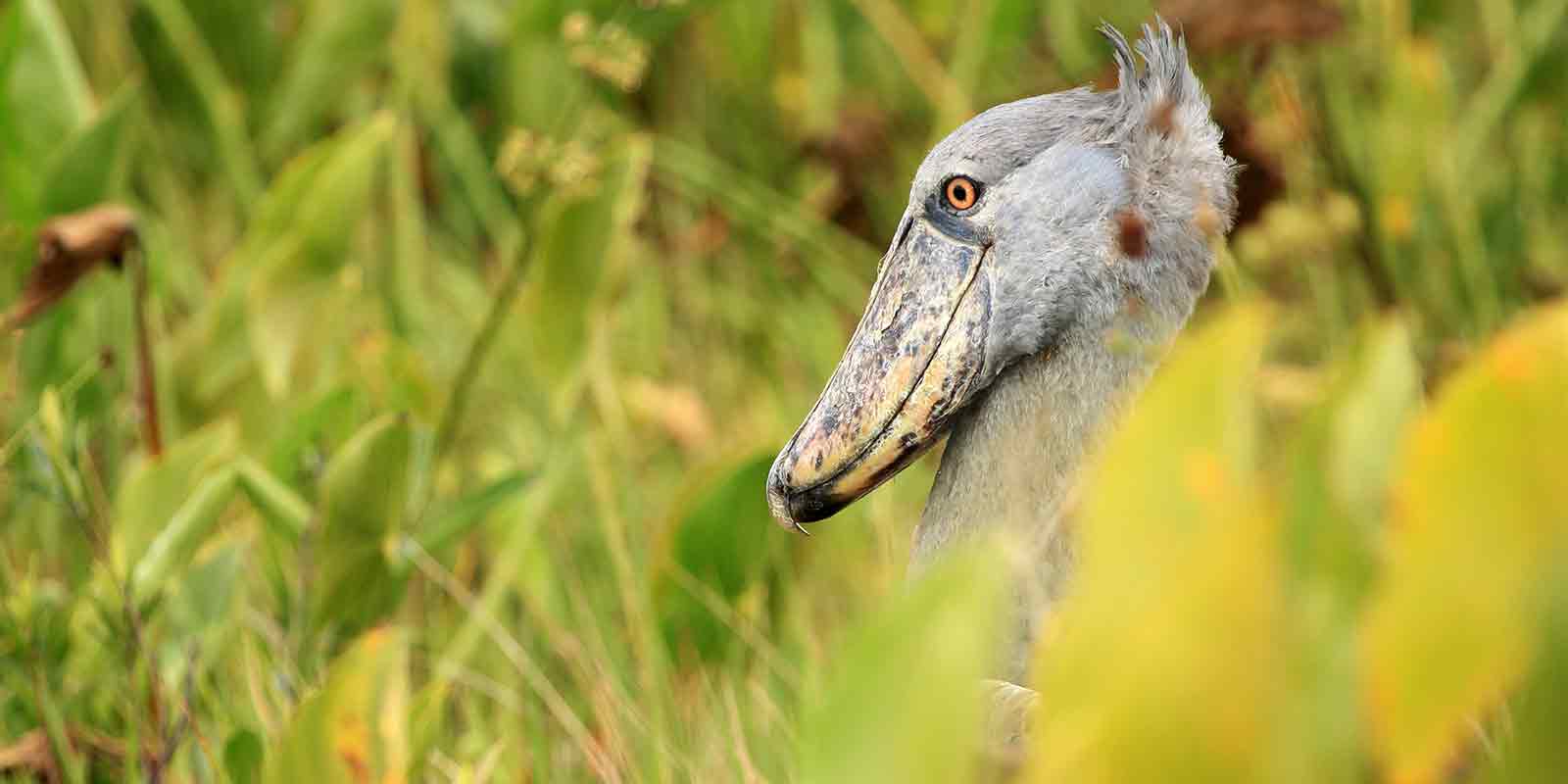 Shoebill in Zambia