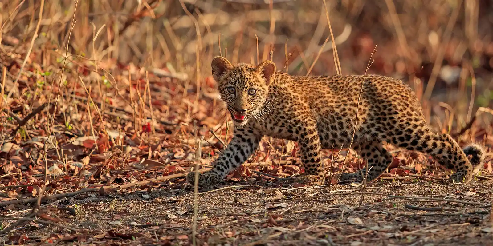 Leopard cub in South Luangwa National Park, Zambia