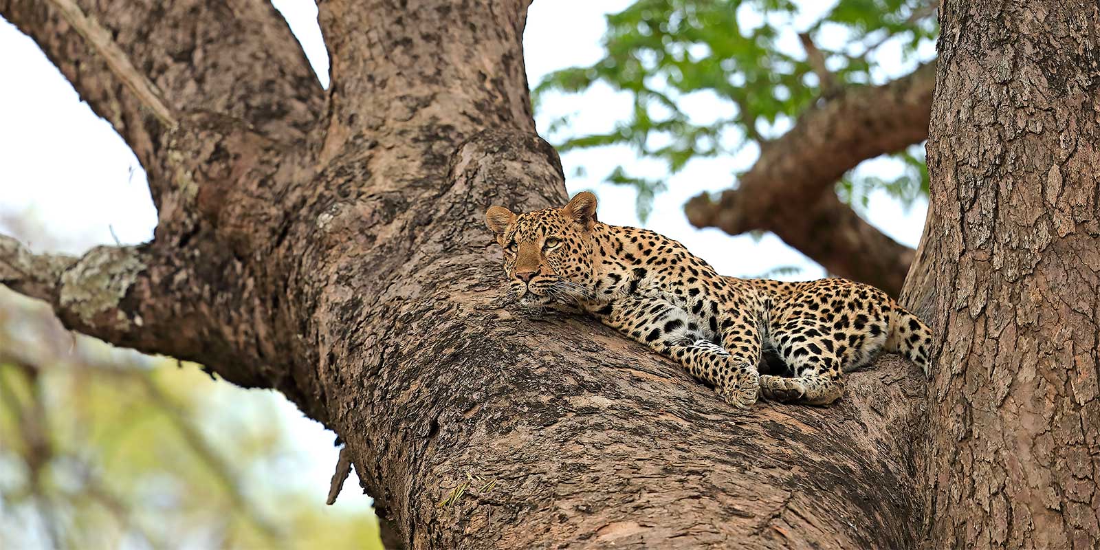 Leopard in a tree in South Luangwa National Park, Zambia