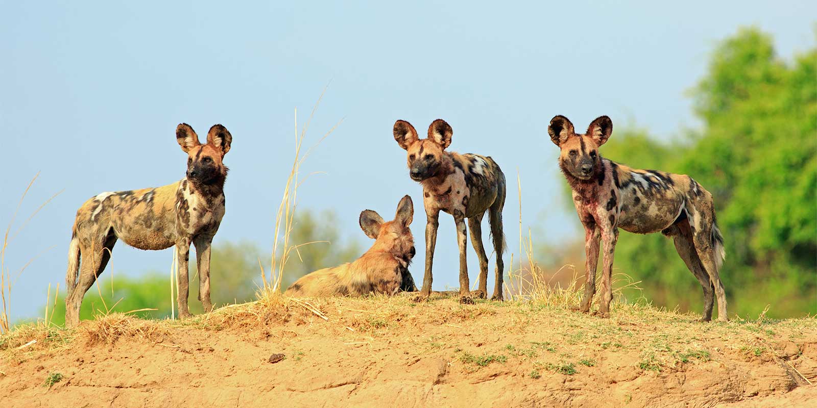 Wild dog in South Luangwa National Park, Zambia