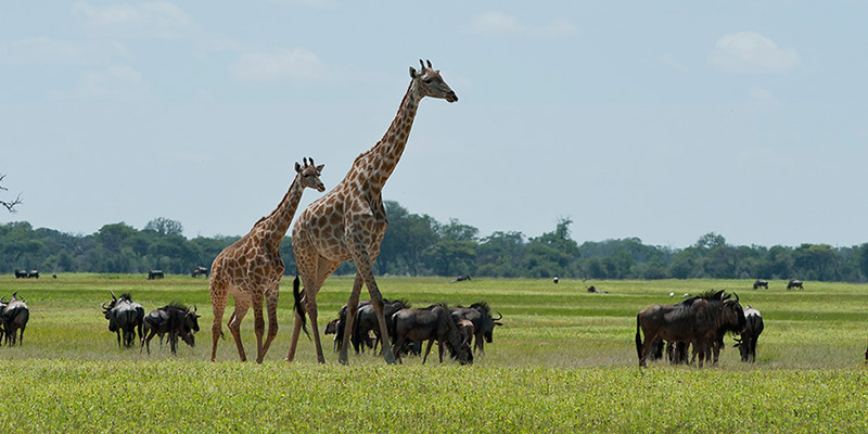 Giraffe and wildebeest.