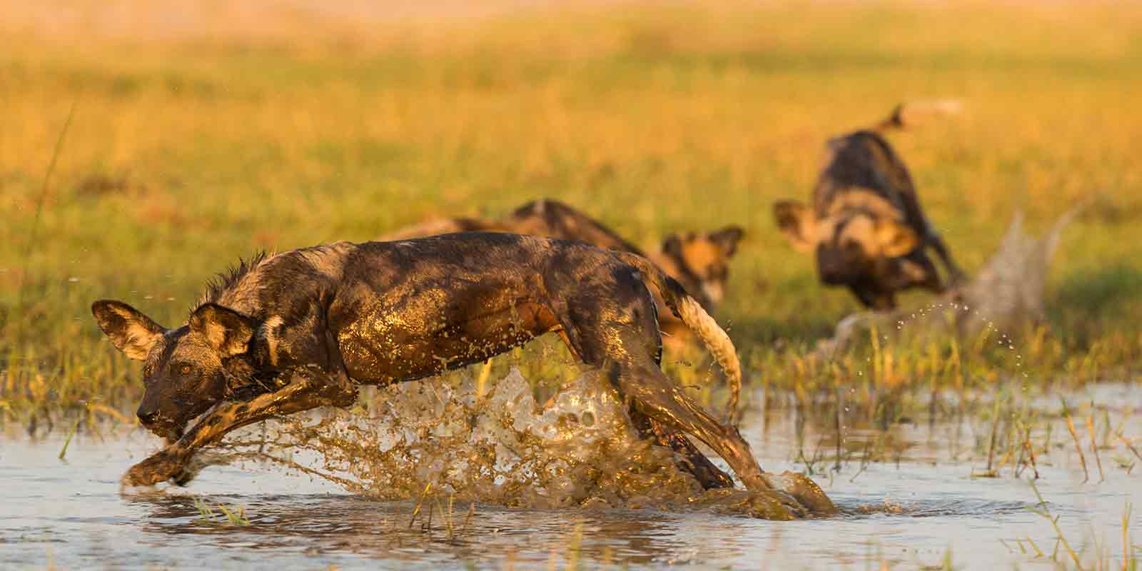 African wild dog in Zimbabwe