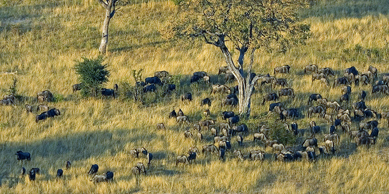 Aerial shot of wildebeest in Zimbabwe