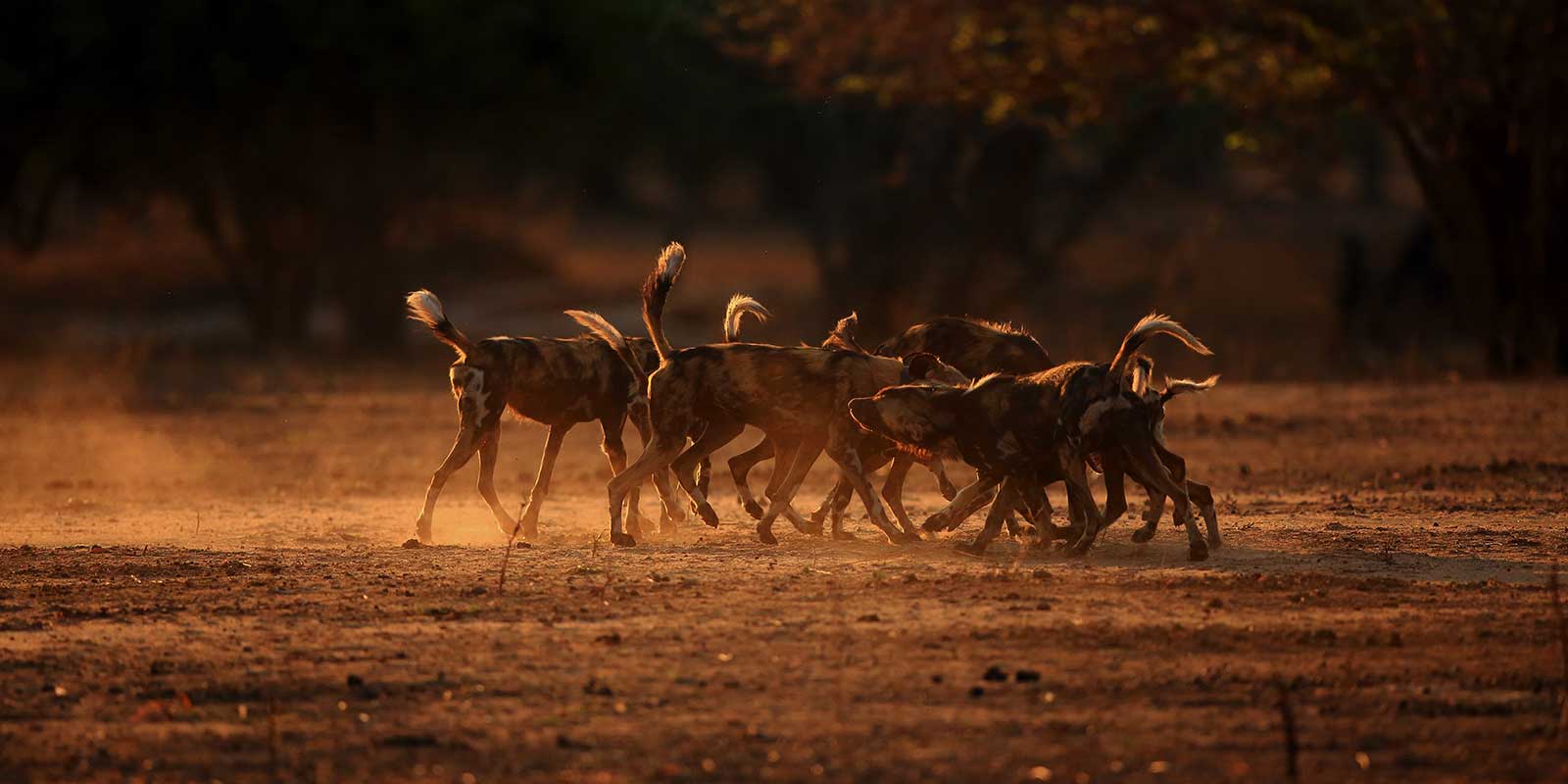 Bret Charman's image of a wild dog pack in Mana Pools, Zimbabwe.