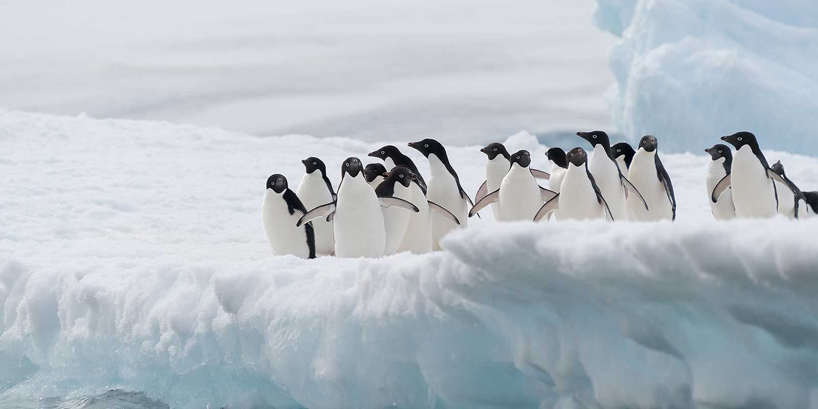 Adelie penguins in Antarctica