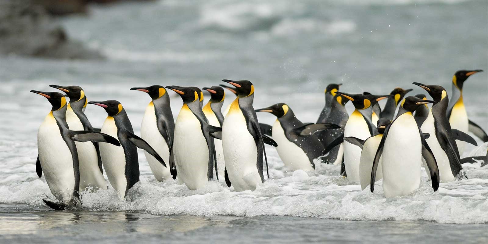 King penguins in Antarctica