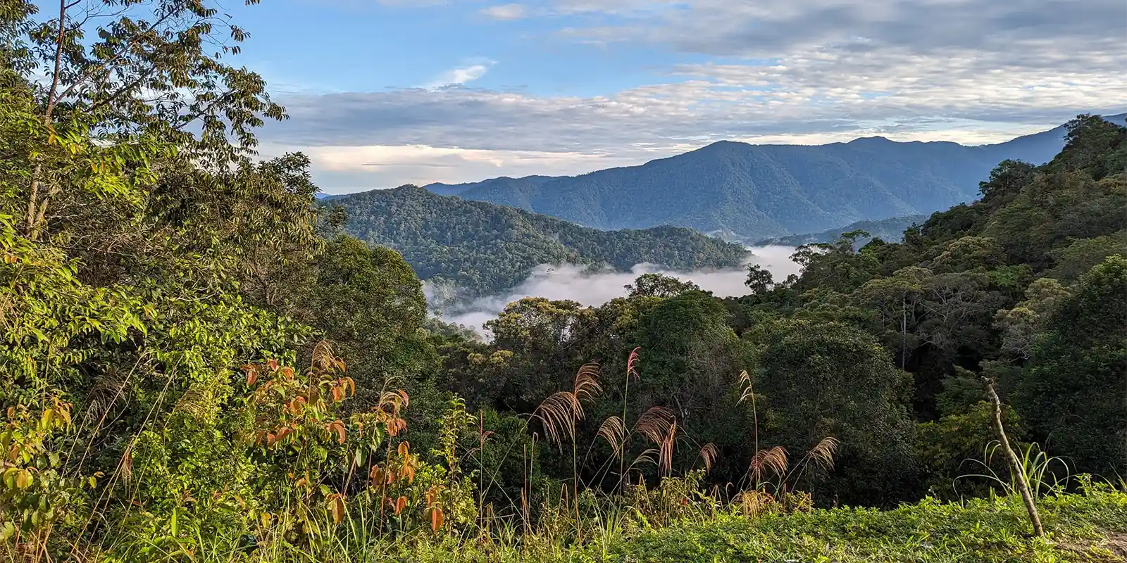 View from an insect trap, at Trusmadi Entomology Camp, Borneo