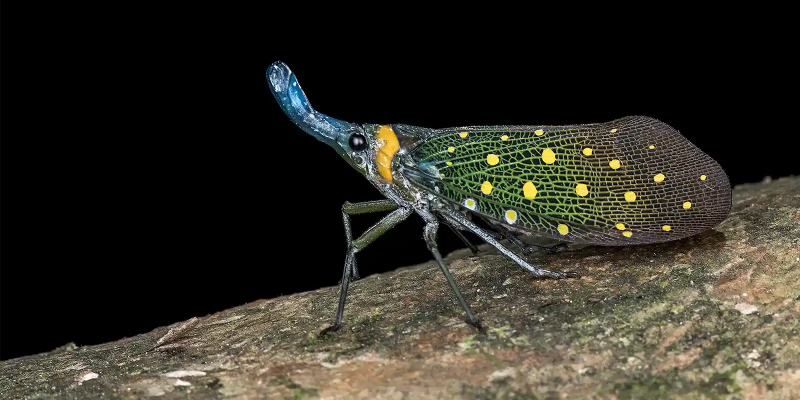 Blue lantern beetle in Borneo