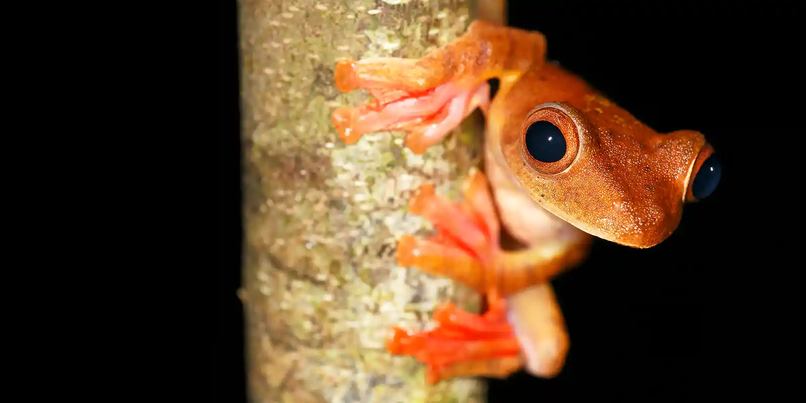 Harlequin tree frog in Kubah National Park, Borneo
