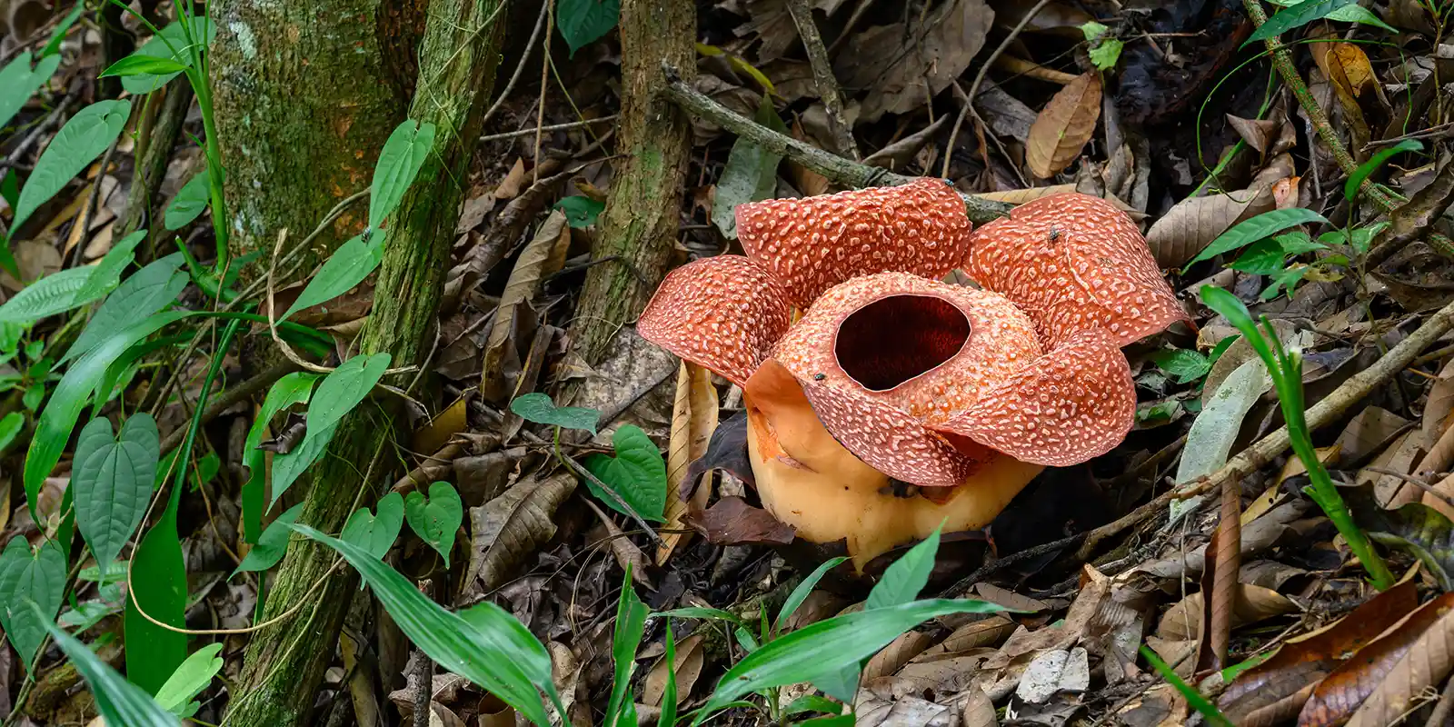 Rafflesia flower in Gunung Gading National Park