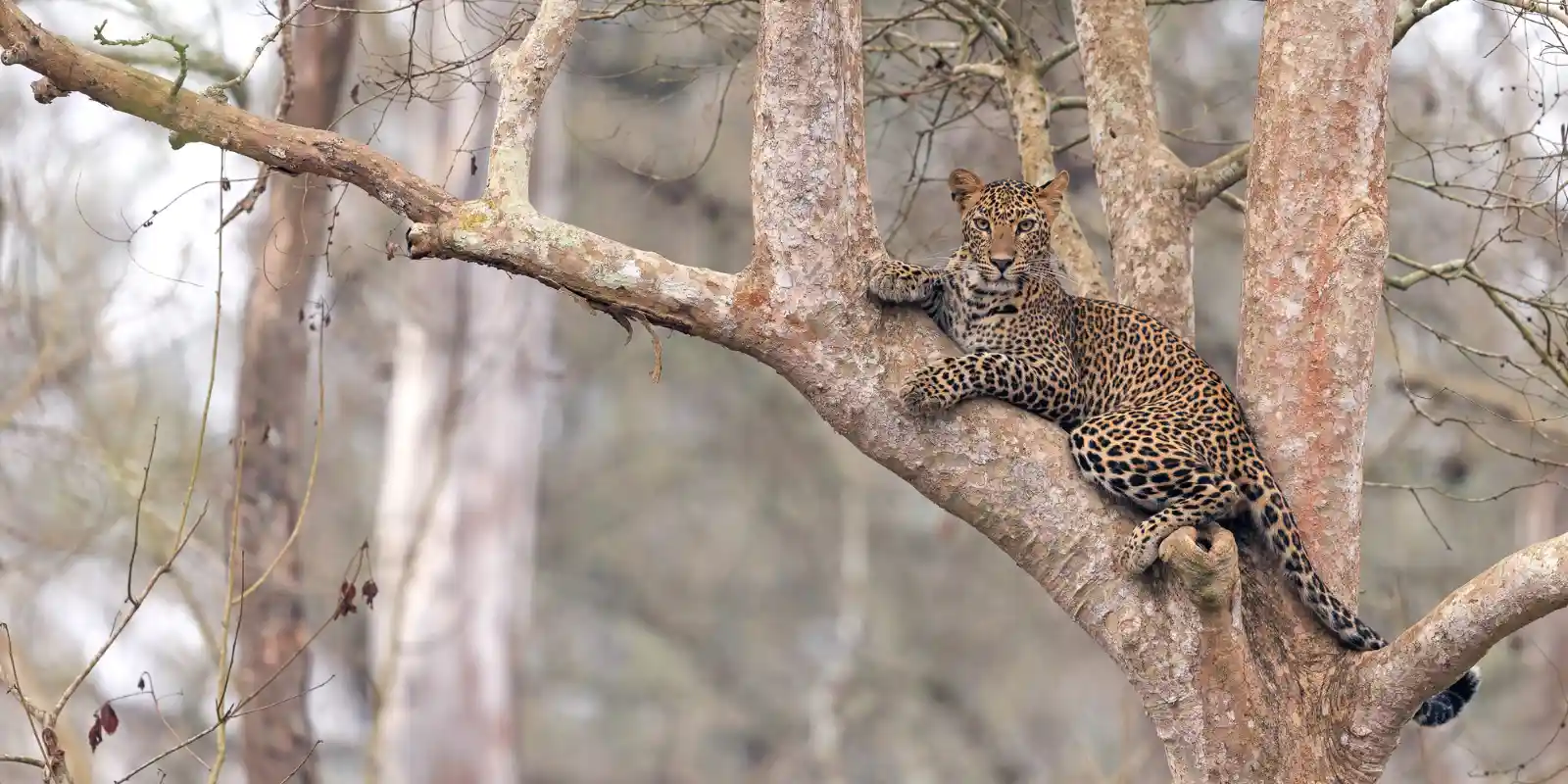 Leopard in a tree, Nargahole National Park, India.