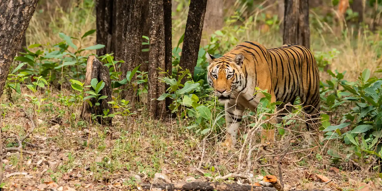 Tiger in Pench National Park, India.