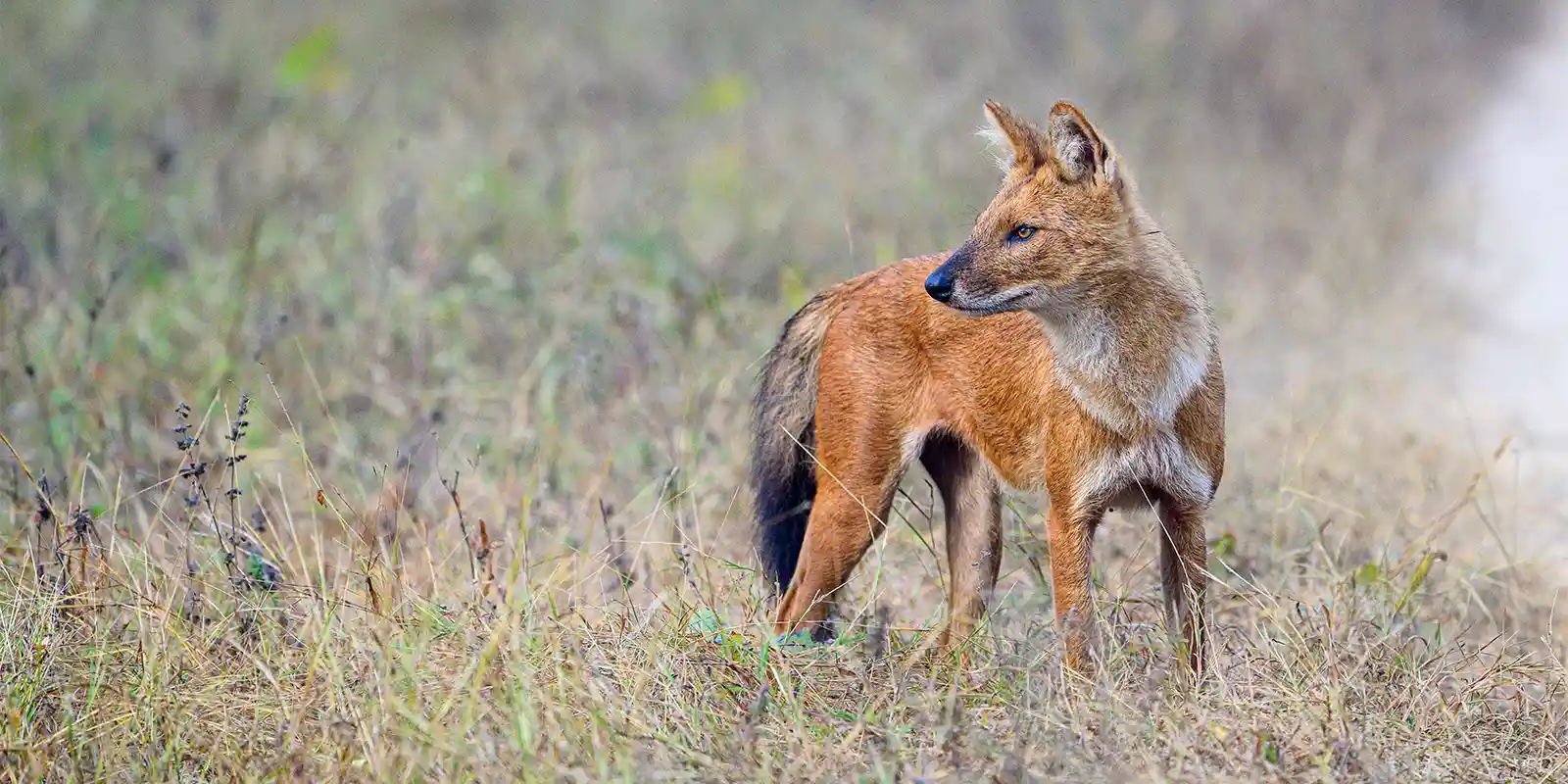 Dhole in Satpura National Park, India