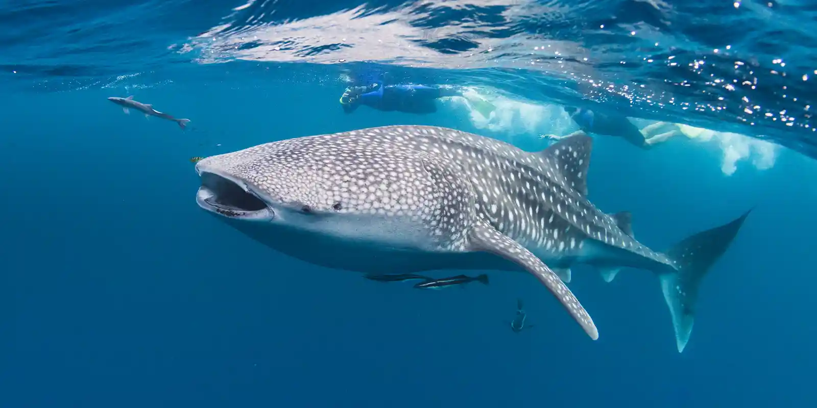 Snorkellers swimming alongside a whale shark.