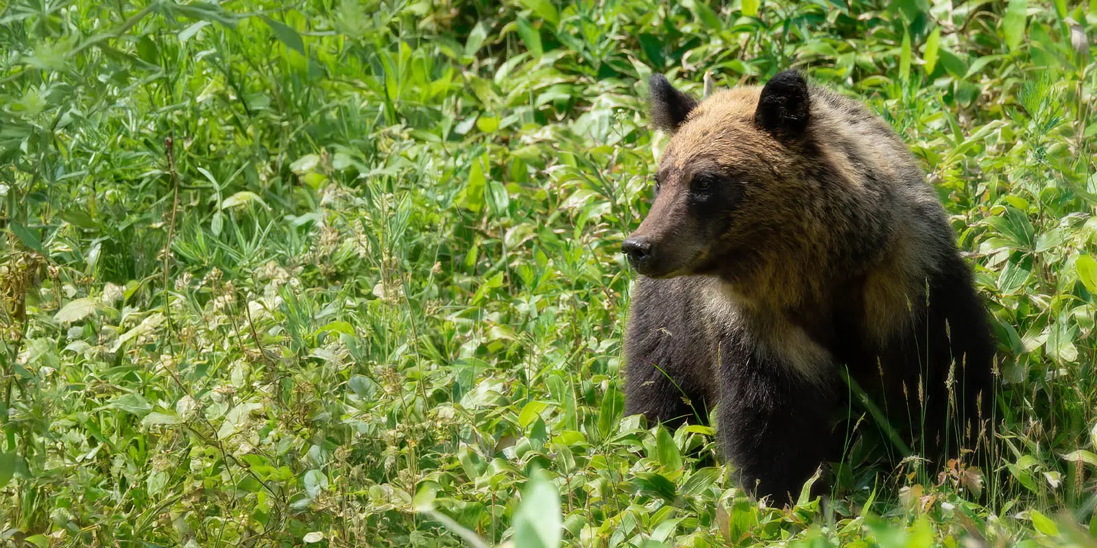 Brown bear amongst vegetation, in Hokkaido, Japan.