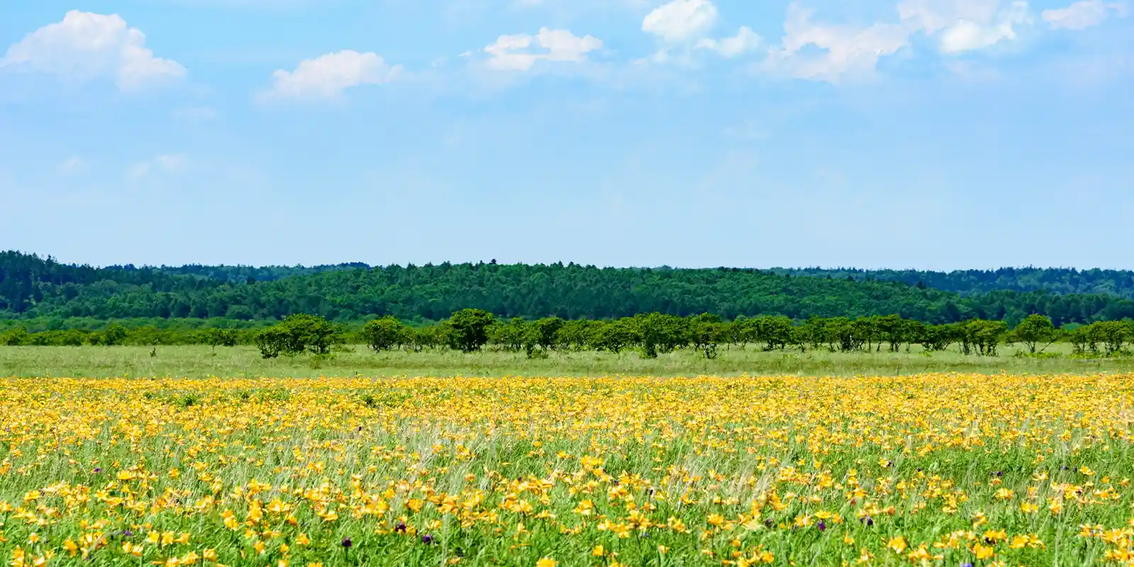 Lilies in the Kiritappu marshland, Hokkaido