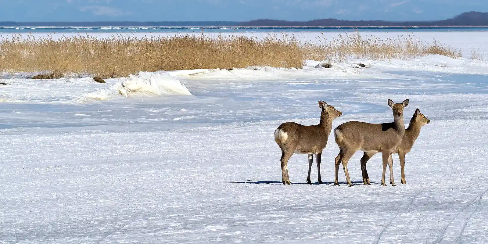 Ezo sika deer at Lake Furen, Eastern Hokkaido.