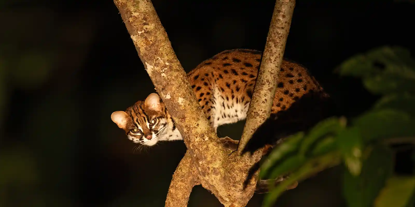 Sunda leopard cat in Borneo