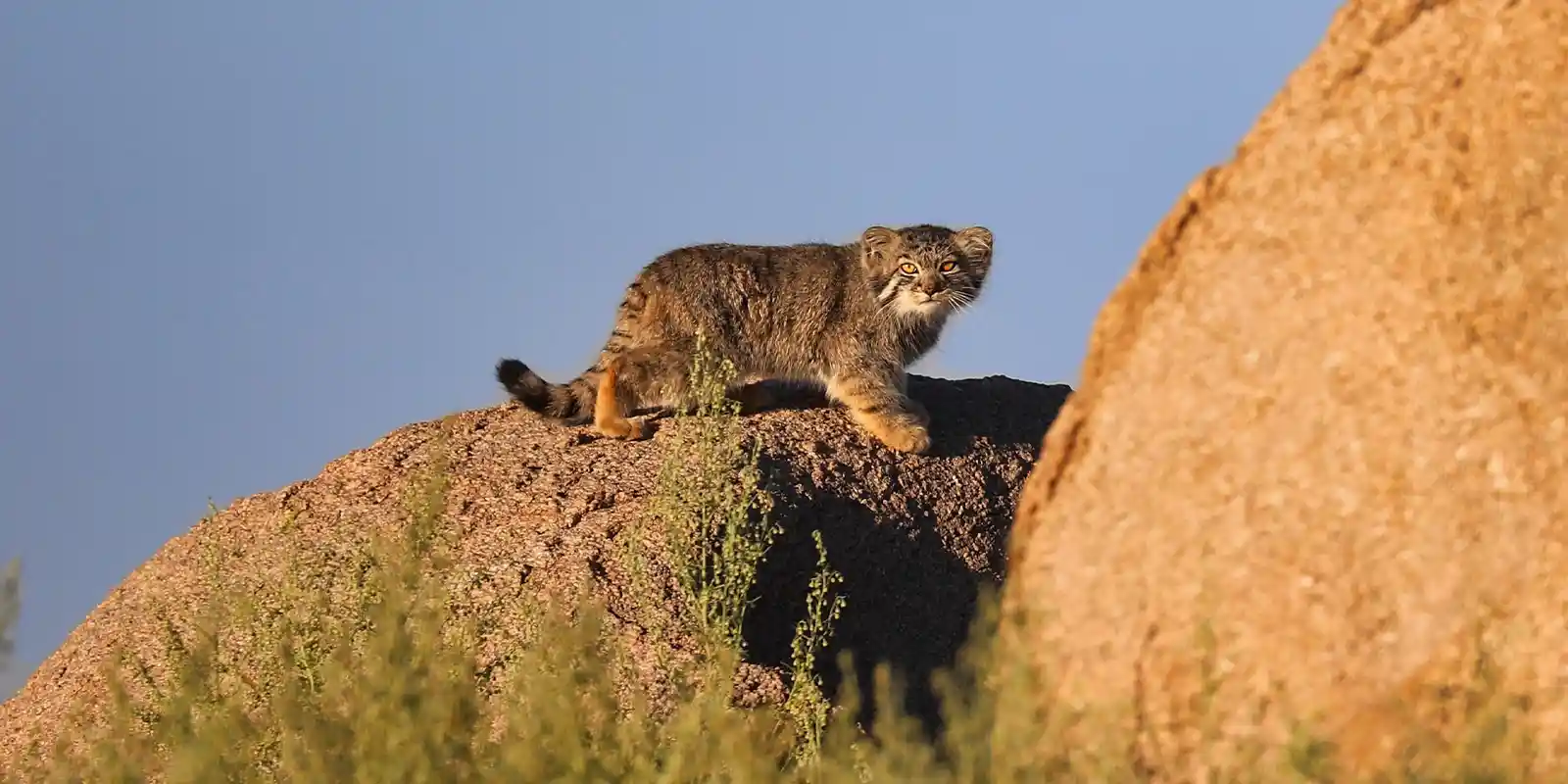 A Pallas's cat in Mongolia.