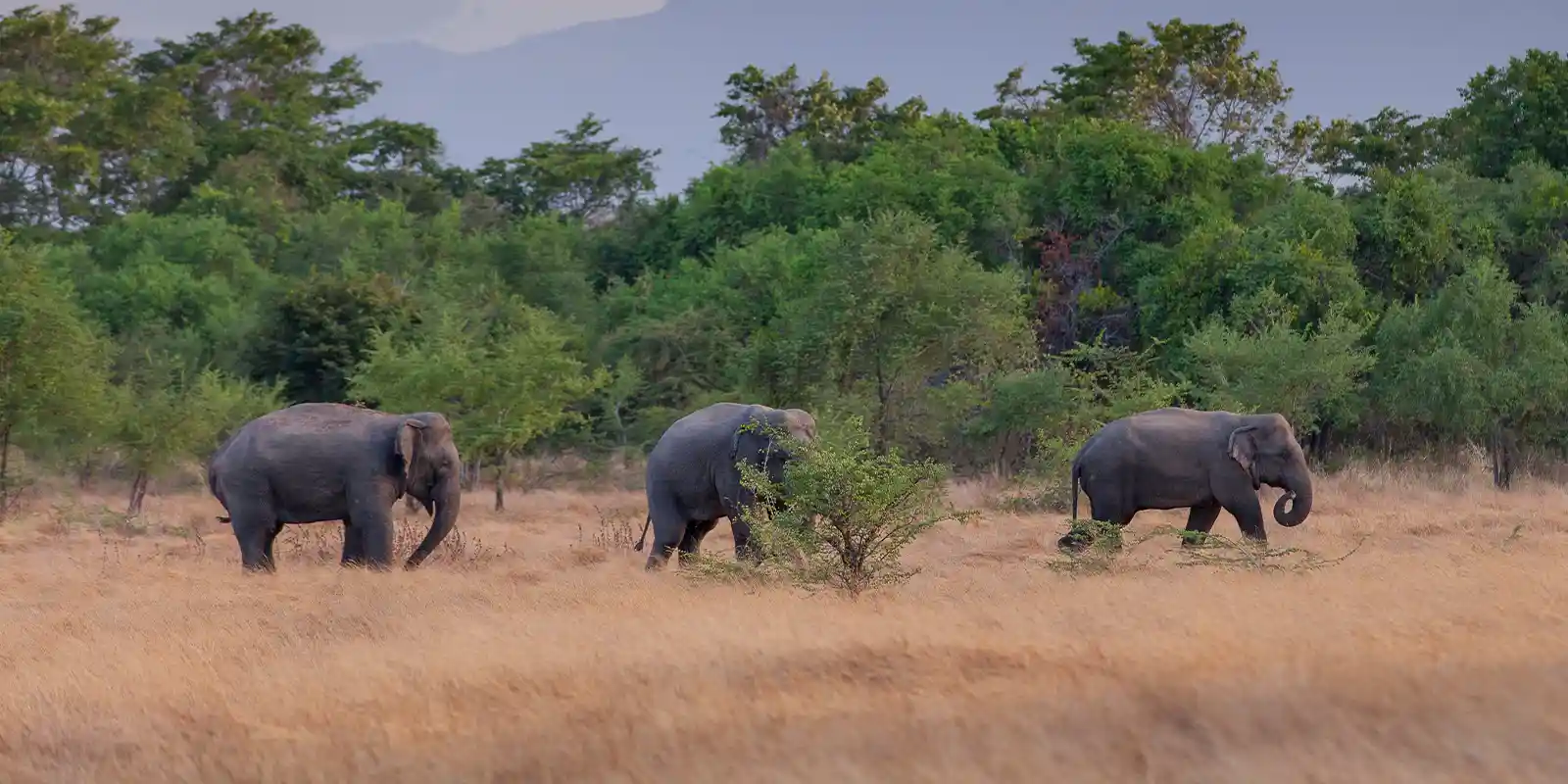 Sri Lankan elephants, Wasgamuwa National Park, Sri Lanka.