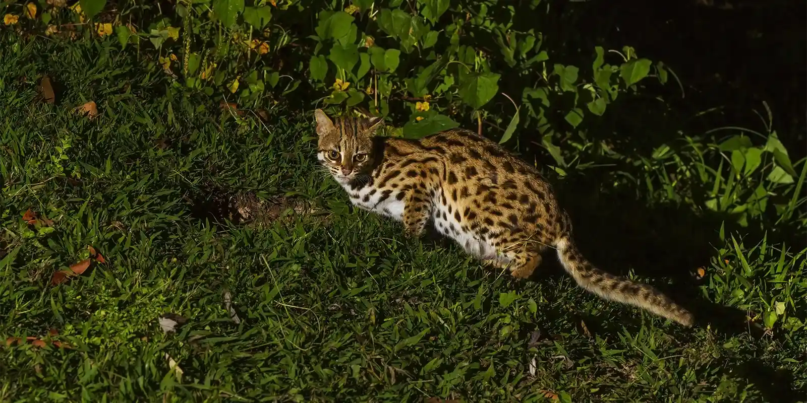 Leopard cat in Kaeng Krachan National Park, Thailand