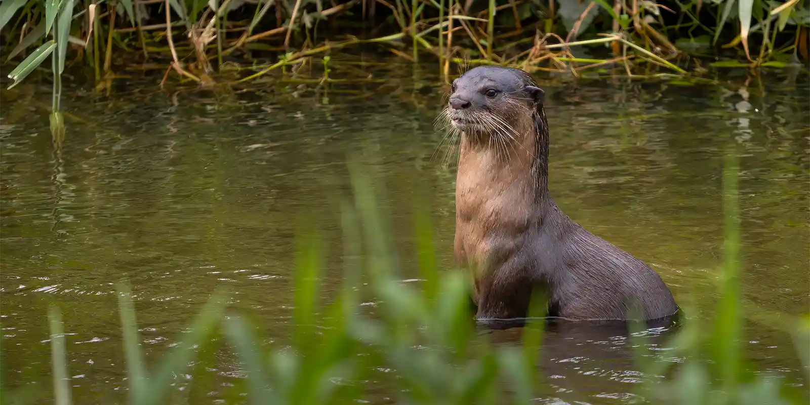 Smooth coated otter in Thailand