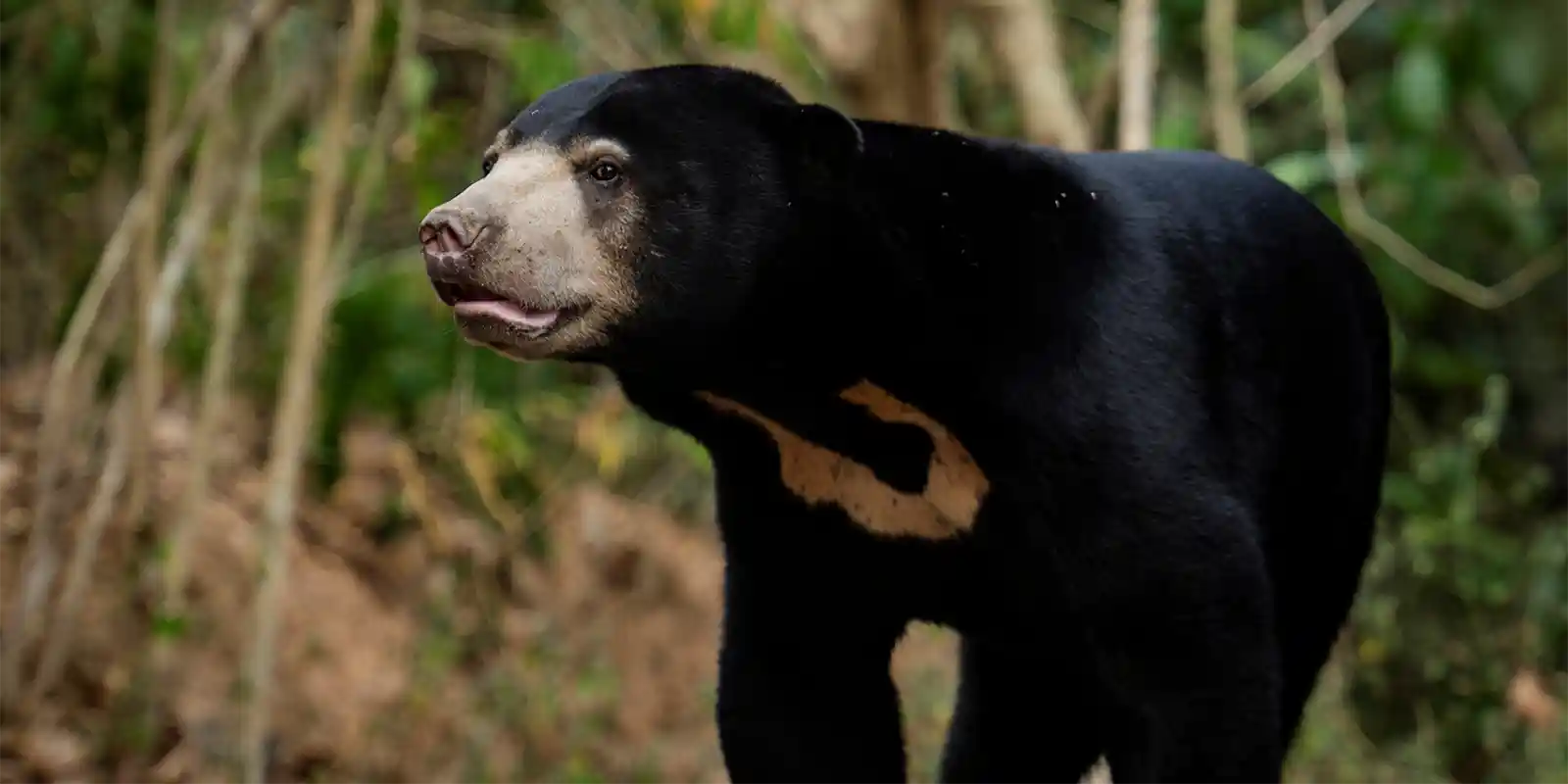 Sun bear in Thailand