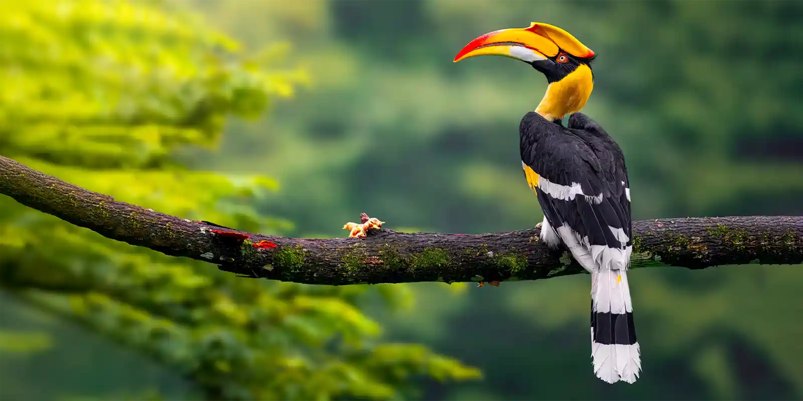 A great hornbill in Cat Tien National Park.
